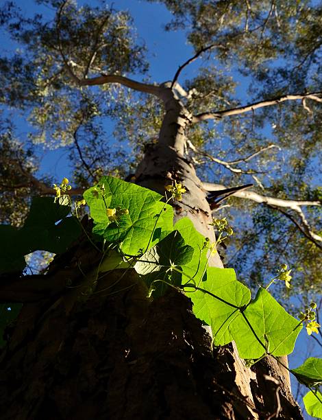 istock Climbing plant around of eucalyptus 513046594