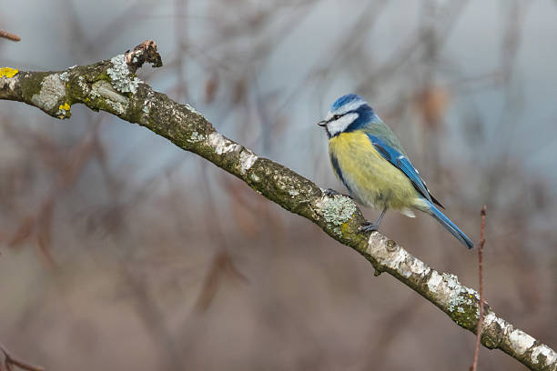 istock Close up view of Blue Tit 513046958