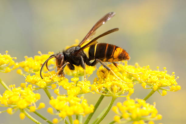 vespa velutina - avrupa eşek arısı stok fotoğraflar ve resimler