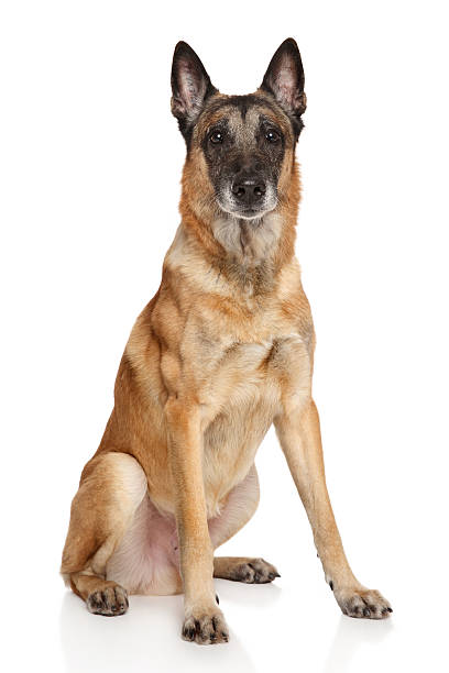 istock Adult Belgian shepherd dog 513047198