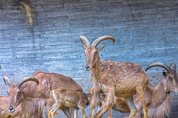 istock European mountain goats with big horns 513047263