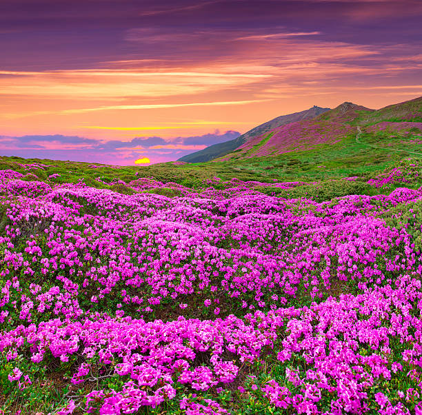 istock Magic pink rhododendron flowers in the mountains. 513047287