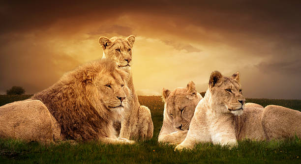 Lion pride Lion pride resting in the grass at sunset female animal mammal animal lion stock pictures, royalty-free photos & images