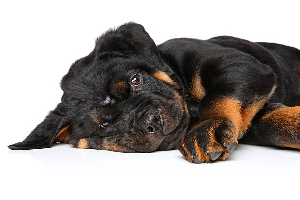istock Rottweiler puppy laying 513047538