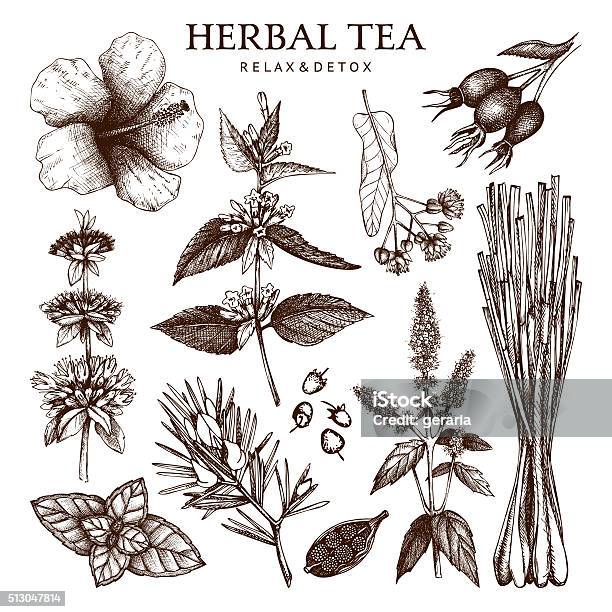 Botanical Collection Of Hand Drawn Herbal Tea Ingredients Stock Illustration - Download Image Now