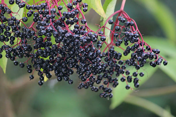 istock Ripe, elderberry berries, black elderberries in hedgerow, elder berries (Sambucus) 513047867
