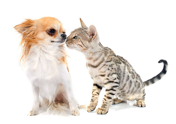 istock bengal cat and chihuahua 513048175