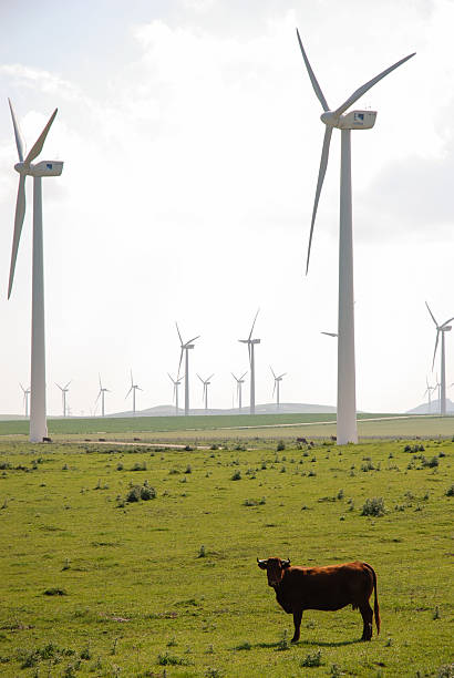 istock Brown cow in wind turbine farm 513048191