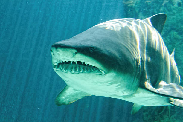 istock dangerous bull shark jaw huge 513048317