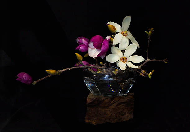istock Magnolias in Vase on Black 513048392