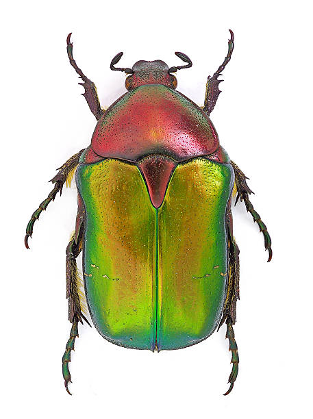 Pisan aurata cetonia Rose chafer (Cetonia aurata) isolated on white background beetle photos stock pictures, royalty-free photos & images