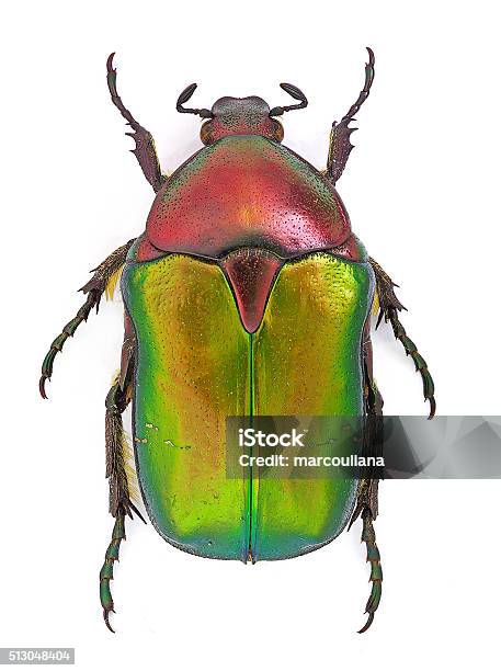 Pisan Aurata Cetonia Stock Photo - Download Image Now - Beetle, Scarab Beetle, Cut Out