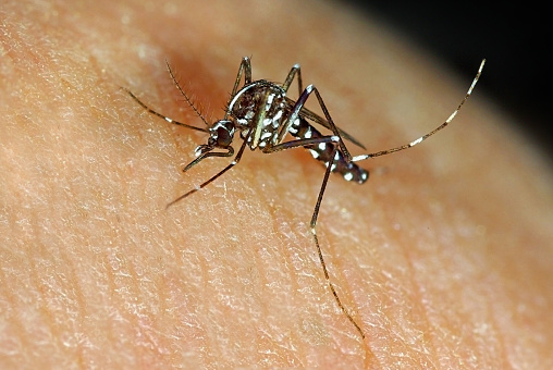 Asian Tiger Mosquito Aedes albopictus