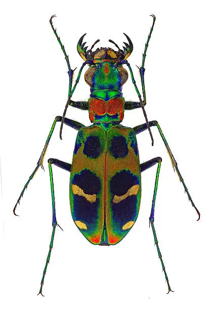 Photo of Sophrodela tiger beetle