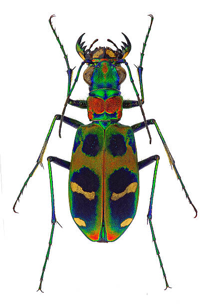 sophrodela tiger beetle - 班蝥 圖片 個照片及圖片檔