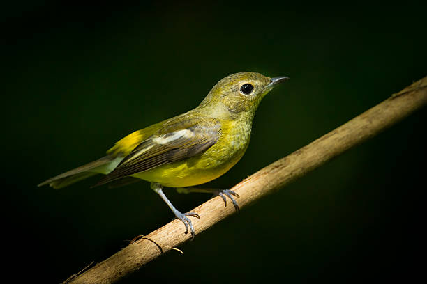istock Female yellow-rumped flycatcher 513049131