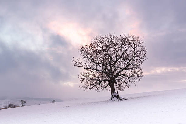 istock Lone tree in a snow covered field at sunrise 513049270