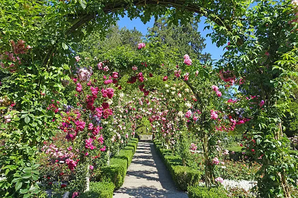 picture taken in the rose garden at Butchart gardens,Victoria,British Columbia,Canada.