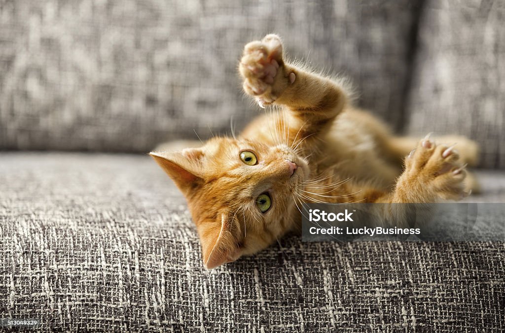 Little cat playing Little cat playing on the bed Domestic Cat Stock Photo