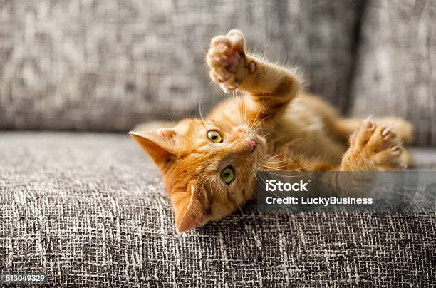 Little Cat Playing Stock Photo - Download Image Now - Domestic Cat, Playing, Playful