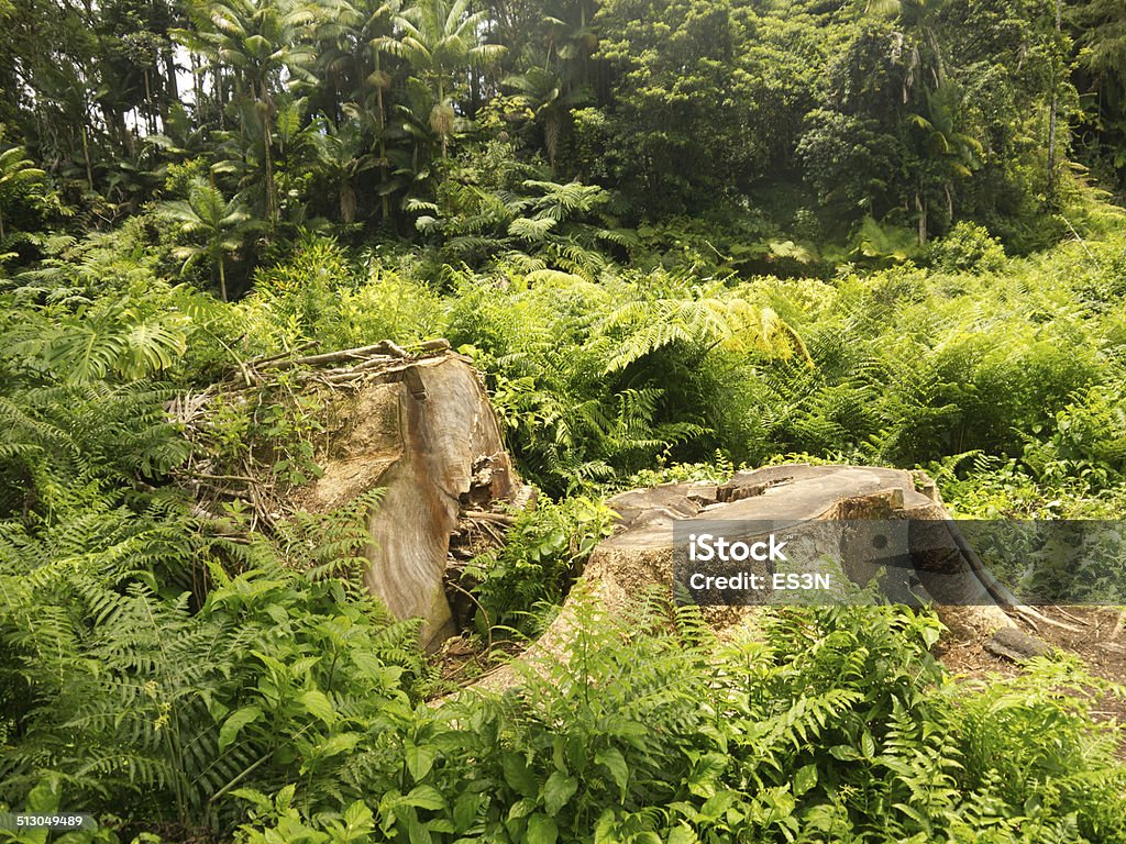 Stomp Stomp: Tropical Forest in Jungle Stomp Stomp: Tropical Forest in Jungle