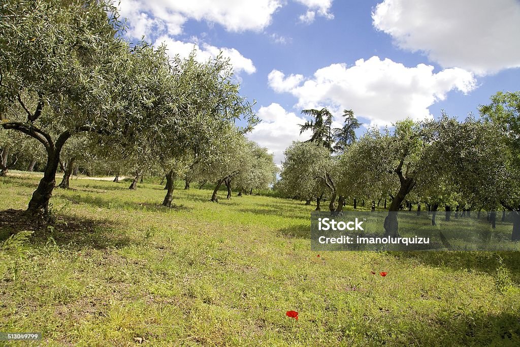 Olive Trees An organized set of Olive Trees on a beautiful summer day. Agricultural Field Stock Photo