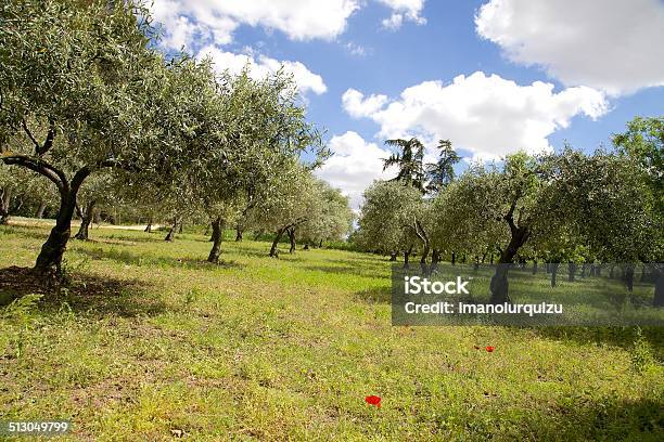 Olive Trees Stock Photo - Download Image Now - Agricultural Field, Agriculture, Ancient