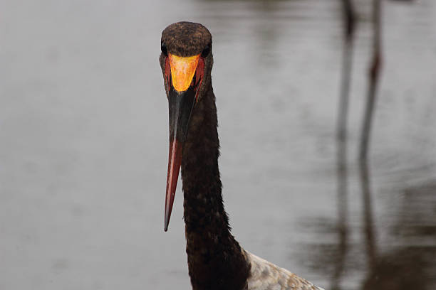 istock Closeup of a Stork 513049853