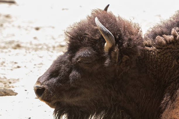 istock American Buffalo, moving winter hair 513049985