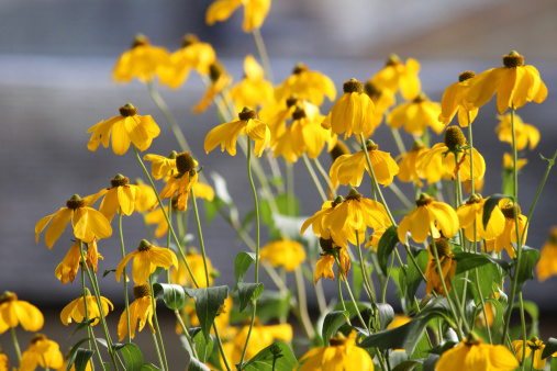 Photo showing the bright yellow flowers on a clump of Pinnate prairie coneflower (Latin name: Ratibida pinnata), pictured flowering and growing in the sunshine in a herbaceous garden border, in the middle of a particularly hot, English summer.