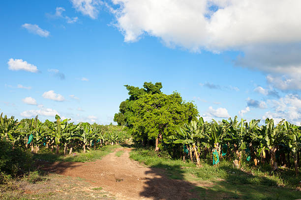 istock Banana Plantation 513050182