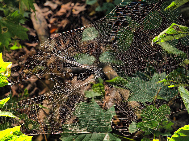 Broken spider web OLYMPUS DIGITAL CAMERA multi colored woven macro mesh stock pictures, royalty-free photos & images