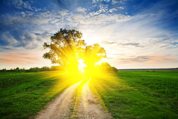istock sunset in the field 513050602
