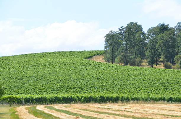 istock Vineyards in Willamette Valley in Oregon 513050653