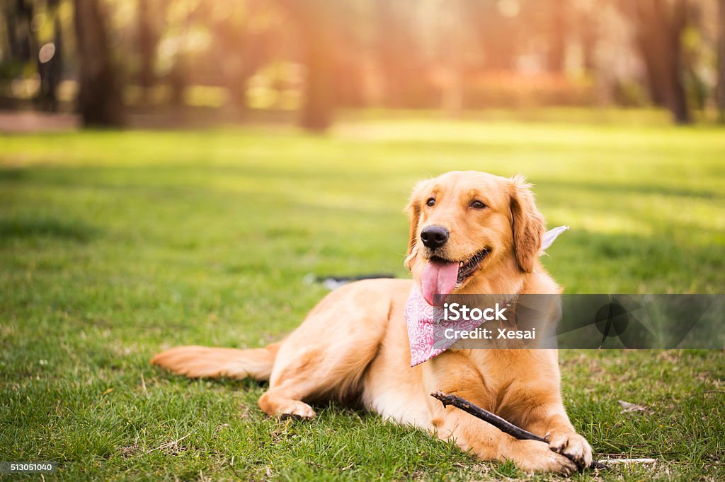 Golden Retriever Dog Stock Photo