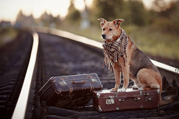 istock The dog sits on a suitcase on rails 513051375