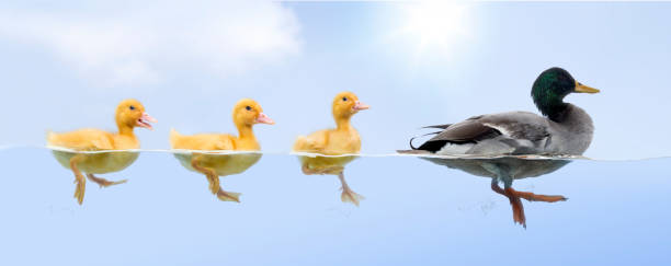 Duck family floating in a raw