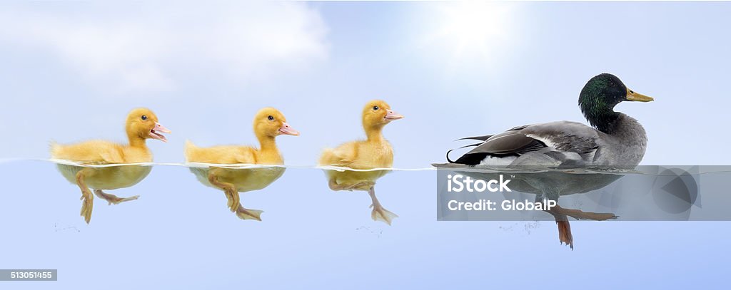 Duck family floating in a raw Duck - Bird Stock Photo