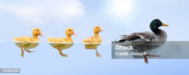 Duck Family Floating In A Raw Stock Photo - Download Image Now - Duck - Bird, In A Row, Swimming