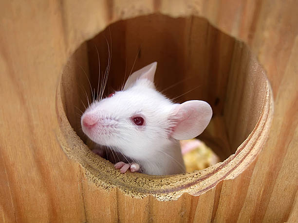 istock Mouse on a wooden house 513051697