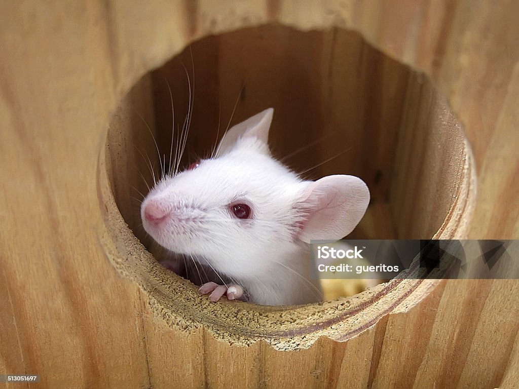 Mouse on a wooden house Laboratory white mouse peeping out the window of a wooden toy house Albino Stock Photo