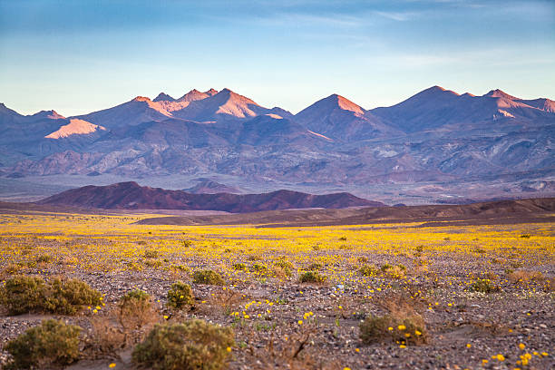 スーパーブルーム砂漠のゴールドの砂漠の花、デスバレー - death valley national park california desert valley ストックフォトと画像