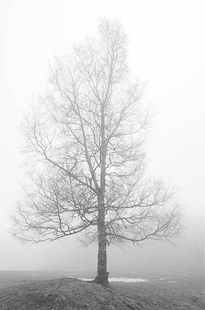 istock Solitary birch tree with bare naked branches in fog 513051939