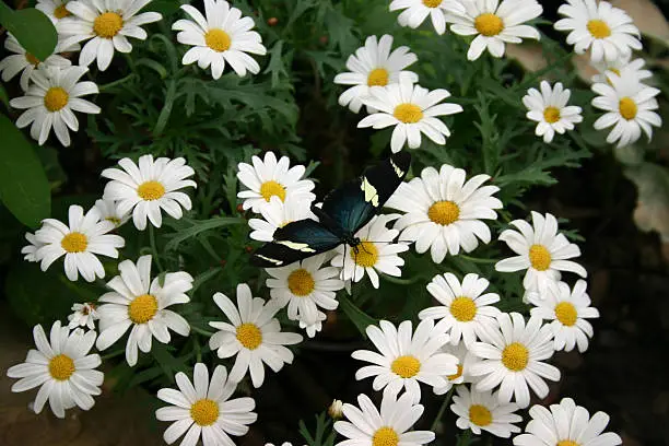 Dark butterfly on a lean shrub 