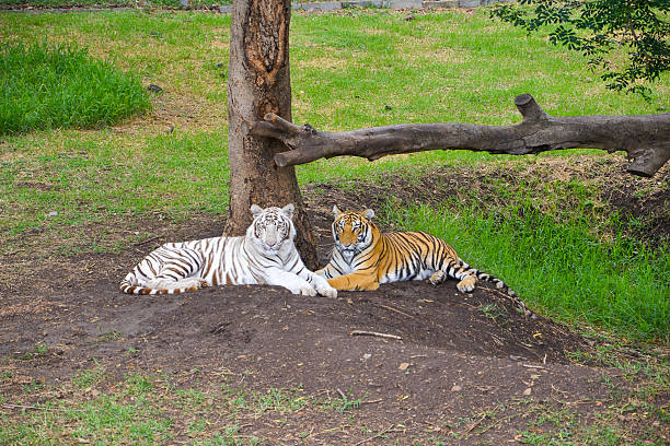 istock White and yellow tiger 513053314