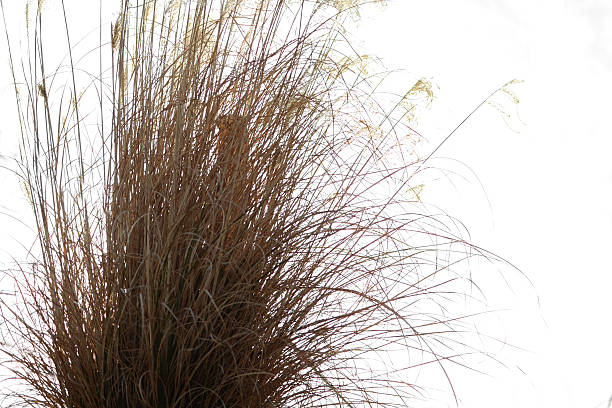 istock Big bluestem, Andropogon gerardii 513053776