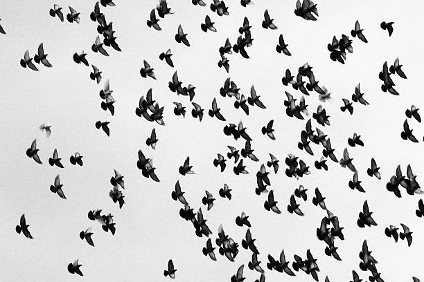 istock Silhouettes of a flock pigeons against white background 513053842