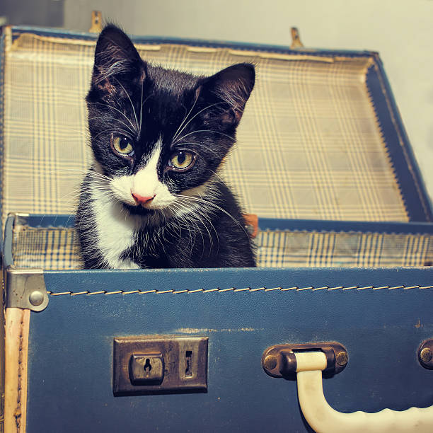 istock Kitten In Vintage Suitcase. Retro Style 513055422