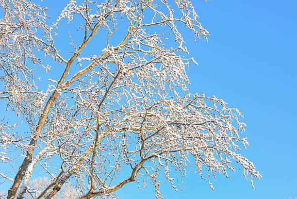 Snow covered tree limbs stand against a blue sky