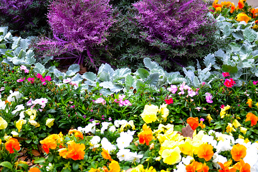 Colorful array of pansies, assorted plants and ornamental kale.